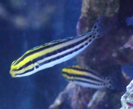  Meiacanthus grammistes (Striped Poison-Fang Blenny)